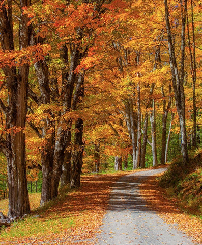 USA-New England-Vermont gravel road lined with sugar maple in full Fall color Black Ornate Wood Framed Art Print with Double Matting by Gulin, Sylvia
