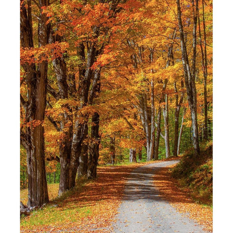 USA-New England-Vermont gravel road lined with sugar maple in full Fall color Black Modern Wood Framed Art Print by Gulin, Sylvia