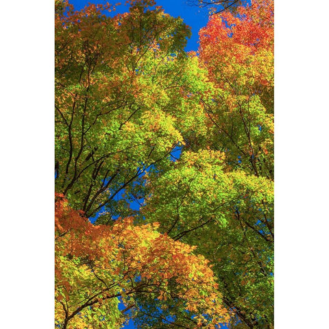 USA-New England-Vermont Autumn looking up into Sugar Maple Trees Black Modern Wood Framed Art Print with Double Matting by Gulin, Sylvia