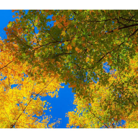 USA-New England-Vermont Autumn looking up into Sugar Maple Trees Gold Ornate Wood Framed Art Print with Double Matting by Gulin, Sylvia