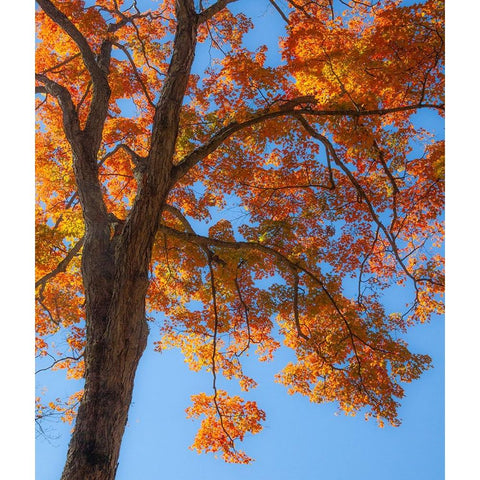 USA-New England-Vermont Autumn looking up into Sugar Maple Trees Black Modern Wood Framed Art Print with Double Matting by Gulin, Sylvia