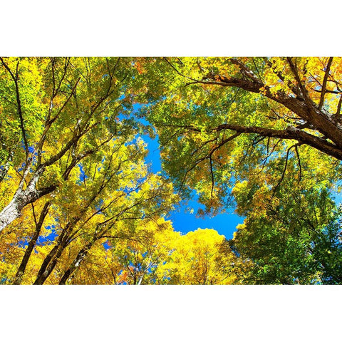 USA-New England-Vermont Autumn looking up into Sugar Maple Trees Black Modern Wood Framed Art Print with Double Matting by Gulin, Sylvia