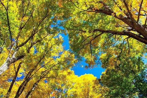 USA-New England-Vermont Autumn looking up into Sugar Maple Trees White Modern Wood Framed Art Print with Double Matting by Gulin, Sylvia