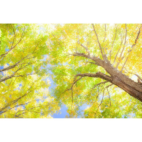 USA-New England-Vermont Autumn looking up into Sugar Maple Trees Black Modern Wood Framed Art Print with Double Matting by Gulin, Sylvia