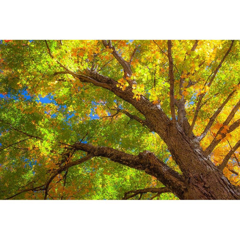 USA-New England-Vermont Autumn looking up into Sugar Maple Trees Gold Ornate Wood Framed Art Print with Double Matting by Gulin, Sylvia