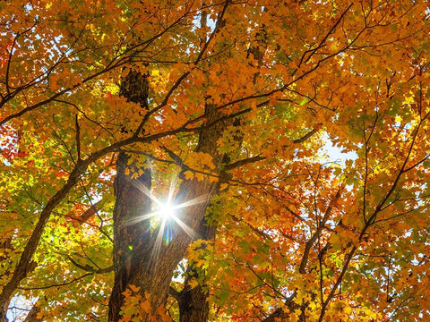 USA-New England-Vermont Autumn looking up into Sugar Maple Trees with star burst Black Ornate Wood Framed Art Print with Double Matting by Gulin, Sylvia