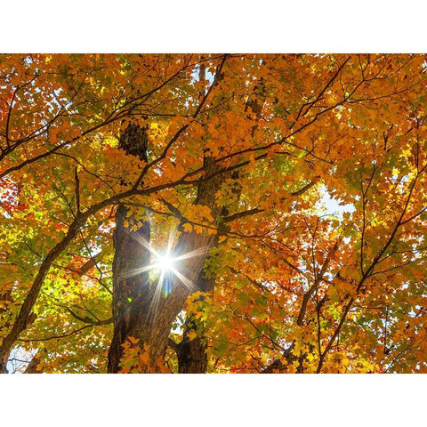 USA-New England-Vermont Autumn looking up into Sugar Maple Trees with star burst Gold Ornate Wood Framed Art Print with Double Matting by Gulin, Sylvia