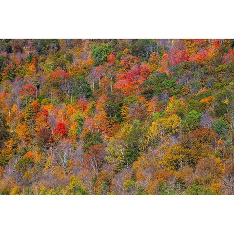 USA-New England-Vermont-Plymouth-Fall colors on hillside White Modern Wood Framed Art Print by Gulin, Sylvia