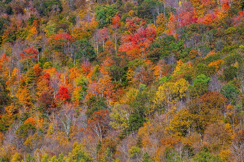 USA-New England-Vermont-Plymouth-Fall colors on hillside Black Ornate Wood Framed Art Print with Double Matting by Gulin, Sylvia