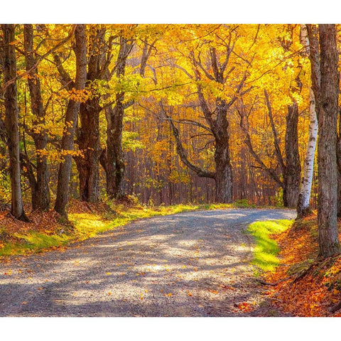 USA-New England-Vermont tree-lined gravel road with Sugar Maple in Autumn Black Modern Wood Framed Art Print with Double Matting by Gulin, Sylvia