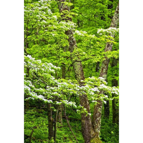 Skyline Drive Shenandoah NP, USA Black Modern Wood Framed Art Print by OBrien, Jay