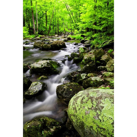 Virginia, Shenandoah NP Creek in the forest Black Modern Wood Framed Art Print by OBrien, Jay