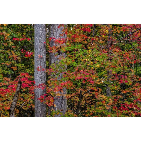 Virginia, Great Falls Park Autumn color on trees Black Modern Wood Framed Art Print by OBrien, Jay
