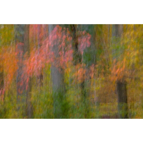 VA, Great Falls Park Abstract of autumn trees White Modern Wood Framed Art Print by OBrien, Jay
