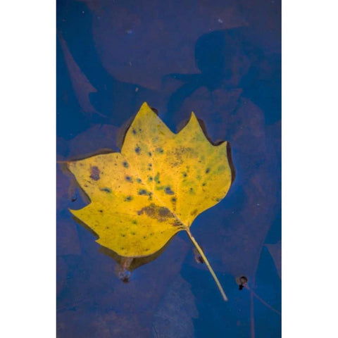 USA, Virginia, McLean Leaf in pond Gold Ornate Wood Framed Art Print with Double Matting by OBrien, Jay