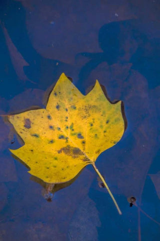 USA, Virginia, McLean Leaf in pond White Modern Wood Framed Art Print with Double Matting by OBrien, Jay