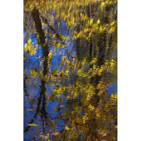 Virginia, McLean Scenic in Great Falls SP Gold Ornate Wood Framed Art Print with Double Matting by OBrien, Jay