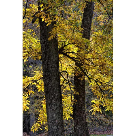 Virginia, McLean Scenic in Great Falls SP Black Modern Wood Framed Art Print with Double Matting by OBrien, Jay