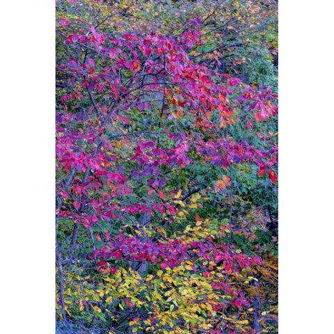 Virginia, McLean Scenic in Great Falls SP Black Modern Wood Framed Art Print by OBrien, Jay