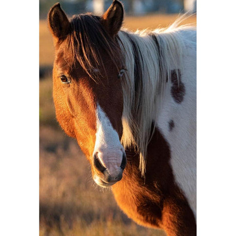 Assateague Island-pony Black Modern Wood Framed Art Print by Theodore, George