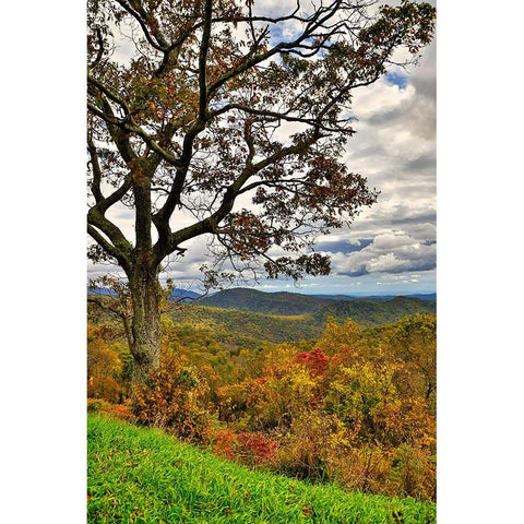 USA-Virginia-Shenandoah National Park-fall color White Modern Wood Framed Art Print by Looney, Hollice