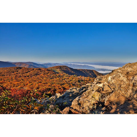 USA-Virginia-Shenandoah National Park-fall color in the park Black Modern Wood Framed Art Print by Looney, Hollice