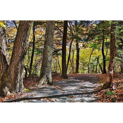 USA-Virginia-Shenandoah National Park-fall color in the park Black Modern Wood Framed Art Print with Double Matting by Looney, Hollice