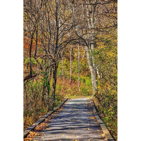 USA-Virginia-Shenandoah National Park-fall color in the park Gold Ornate Wood Framed Art Print with Double Matting by Looney, Hollice
