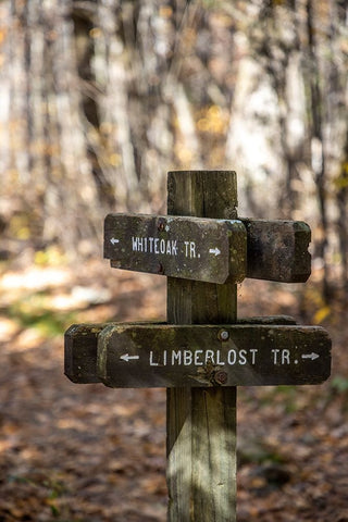 USA-Virginia-Shenandoah National Park-Wooden trail marker for the White Oak Trail and Limberlost Tr White Modern Wood Framed Art Print with Double Matting by Looney, Hollice