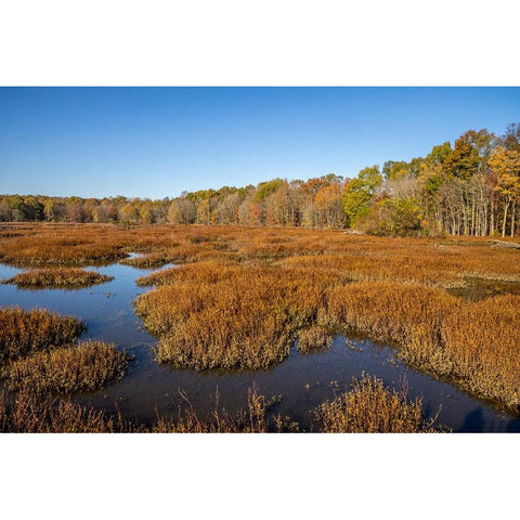 USA-Virginia-Alexandria-Huntley Meadows Park and fall color Black Modern Wood Framed Art Print by Looney, Hollice