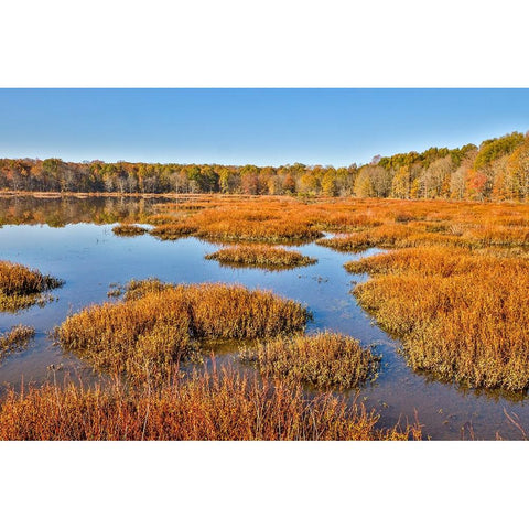 USA-Virginia-Alexandria-Huntley Meadows Park and fall color Black Modern Wood Framed Art Print by Looney, Hollice