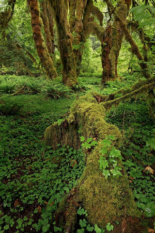 Big Leaf Maple tree draped with Club Moss-Hoh Rainforest-Olympic National Park-Washington State White Modern Wood Framed Art Print with Double Matting by Jones, Adam