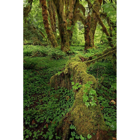 Big Leaf Maple tree draped with Club Moss-Hoh Rainforest-Olympic National Park-Washington State Black Modern Wood Framed Art Print by Jones, Adam