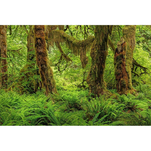Big Leaf Maple tree draped with Club Moss-Hoh Rainforest-Olympic National Park-Washington State Black Modern Wood Framed Art Print by Jones, Adam