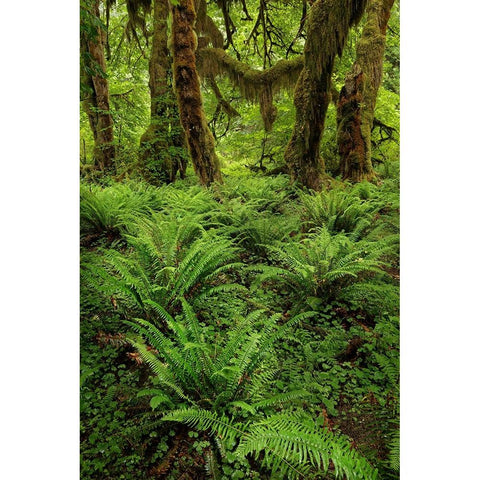 Big Leaf Maple tree draped with Club Moss-Hoh Rainforest-Olympic National Park-Washington State White Modern Wood Framed Art Print by Jones, Adam