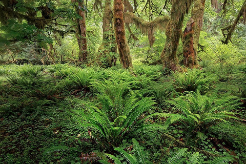 Ferns and Big Leaf Maple tree draped with Club Moss-Hoh Rainforest-Olympic National Park Black Ornate Wood Framed Art Print with Double Matting by Jones, Adam