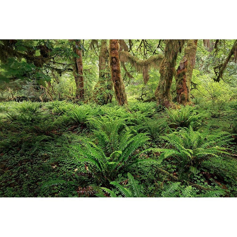 Ferns and Big Leaf Maple tree draped with Club Moss-Hoh Rainforest-Olympic National Park Gold Ornate Wood Framed Art Print with Double Matting by Jones, Adam