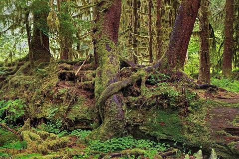 Nurse log and Big Leaf Maple tree draped with Club Moss-Hoh Rainforest-Olympic National Park White Modern Wood Framed Art Print with Double Matting by Jones, Adam