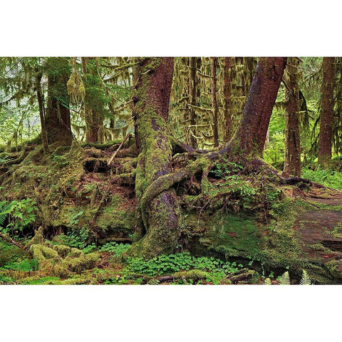 Nurse log and Big Leaf Maple tree draped with Club Moss-Hoh Rainforest-Olympic National Park Black Modern Wood Framed Art Print with Double Matting by Jones, Adam