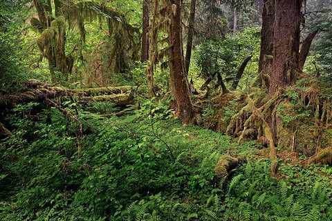 Nurse log and Big Leaf Maple tree draped with Club Moss-Hoh Rainforest-Olympic National Park Black Ornate Wood Framed Art Print with Double Matting by Jones, Adam