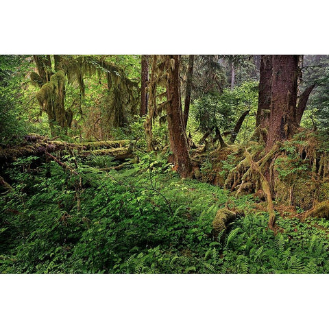 Nurse log and Big Leaf Maple tree draped with Club Moss-Hoh Rainforest-Olympic National Park Gold Ornate Wood Framed Art Print with Double Matting by Jones, Adam