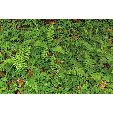Ferns and sorrel on forest floor-Hoh Rainforest-Olympic National Park-Washington State Black Modern Wood Framed Art Print with Double Matting by Jones, Adam