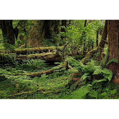 Big Leaf Maple tree draped with Club Moss-Hoh Rainforest-Olympic National Park-Washington State Black Modern Wood Framed Art Print by Jones, Adam