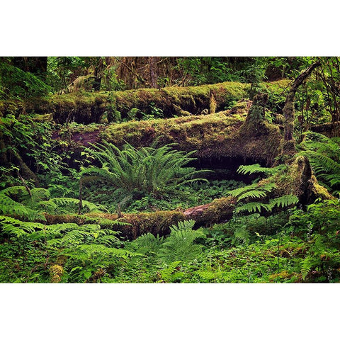 Big Leaf Maple tree draped with Club Moss-Hoh Rainforest-Olympic National Park-Washington State Black Modern Wood Framed Art Print by Jones, Adam