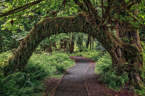 Footpath through forest draped with Club Moss-Hoh Rainforest-Olympic National Park-Washington State Black Ornate Wood Framed Art Print with Double Matting by Jones, Adam