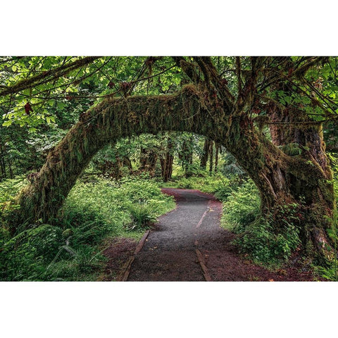 Footpath through forest draped with Club Moss-Hoh Rainforest-Olympic National Park-Washington State Black Modern Wood Framed Art Print by Jones, Adam