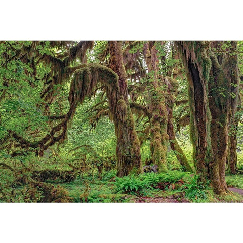 Big Leaf Maple tree draped with Club Moss-Hoh Rainforest-Olympic National Park-Washington State Black Modern Wood Framed Art Print by Jones, Adam