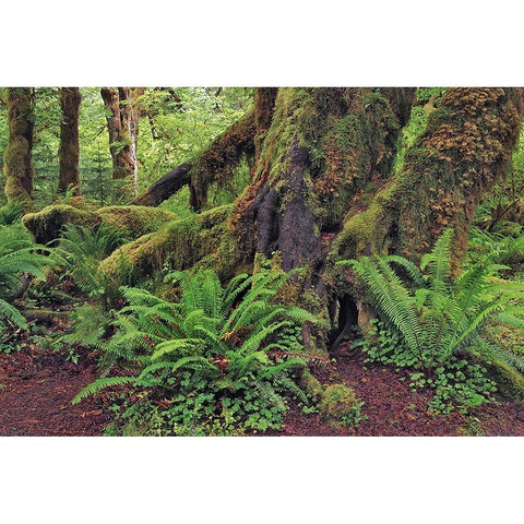 Big Leaf Maple tree draped with Club Moss-Hoh Rainforest-Olympic National Park-Washington State White Modern Wood Framed Art Print by Jones, Adam