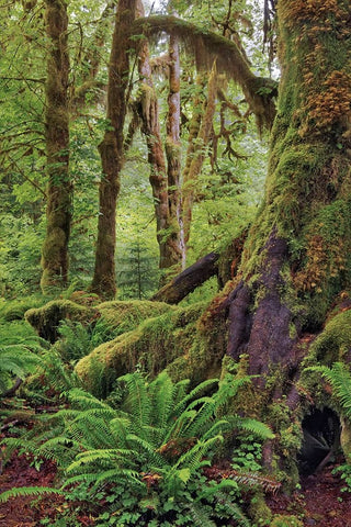 Ferns and Big Leaf Maple tree draped with Club Moss-Hoh Rainforest-Olympic National Park Black Ornate Wood Framed Art Print with Double Matting by Jones, Adam