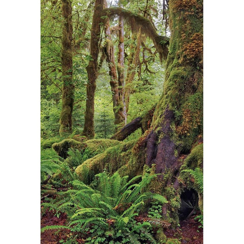 Ferns and Big Leaf Maple tree draped with Club Moss-Hoh Rainforest-Olympic National Park White Modern Wood Framed Art Print by Jones, Adam
